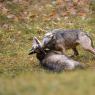 Lupo italico - Italian wolf (Canis lupus italicus)