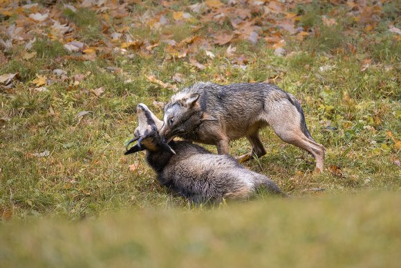 Lupo italico - Italian wolf (Canis lupus italicus)