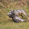 Lupo italico - Italian wolf (Canis lupus italicus)