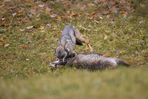 Lupo italico - Italian wolf (Canis lupus italicus)