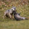 Lupo italico - Italian wolf (Canis lupus italicus)