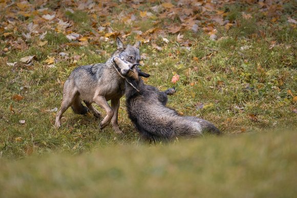 Lupo italico - Italian wolf (Canis lupus italicus)