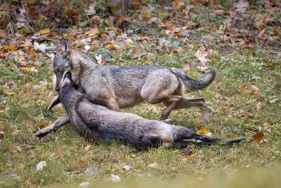 Lupo italico - Italian wolf (Canis lupus italicus)