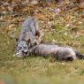 Lupo italico - Italian wolf (Canis lupus italicus)