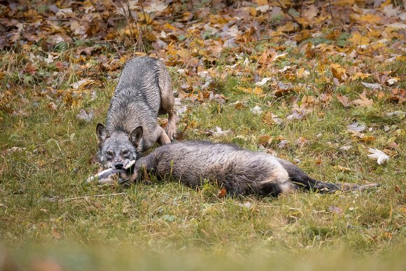 Lupo italico - Italian wolf (Canis lupus italicus)