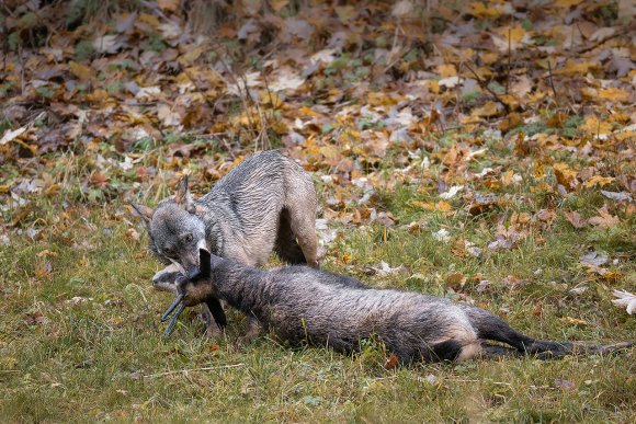 Lupo italico - Italian wolf (Canis lupus italicus)