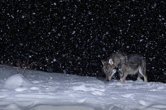 Lupo italico - Italian wolf (Canis lupus italicus)