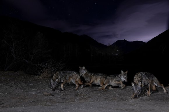 Lupo italico - Italian wolf (Canis lupus italicus)