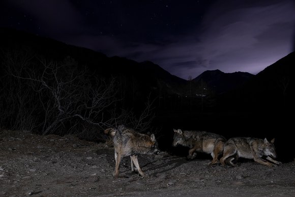 Lupo italico - Italian wolf (Canis lupus italicus)