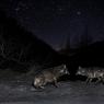 Lupo italico - Italian wolf (Canis lupus italicus)