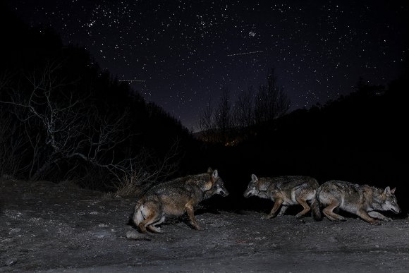 Lupo italico - Italian wolf (Canis lupus italicus)