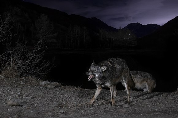 Lupo italico - Italian wolf (Canis lupus italicus)