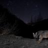 Lupo italico - Italian wolf (Canis lupus italicus)