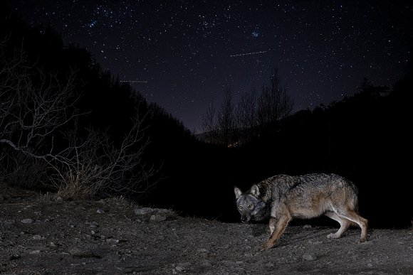 Lupo italico - Italian wolf (Canis lupus italicus)