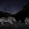 Lupo italico - Italian wolf (Canis lupus italicus)