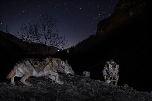 Lupo italico - Italian wolf (Canis lupus italicus)