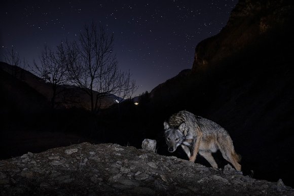 Lupo italico - Italian wolf (Canis lupus italicus)