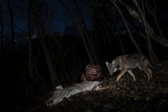 Lupo italico - Italian wolf (Canis lupus italicus)