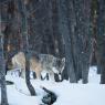 Lupo italico - Italian wolf (Canis lupus italicus)