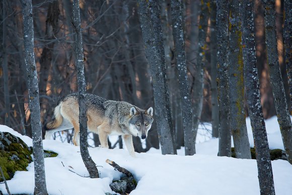 Lupo italico - Italian wolf (Canis lupus italicus)