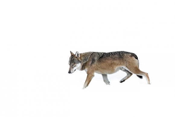 Lupo italico - Italian wolf (Canis lupus italicus)