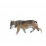 Lupo italico - Italian wolf (Canis lupus italicus)