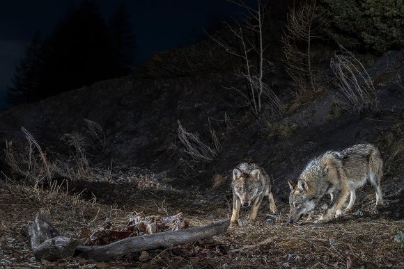 Lupo italico - Italian wolf (Canis lupus italicus)