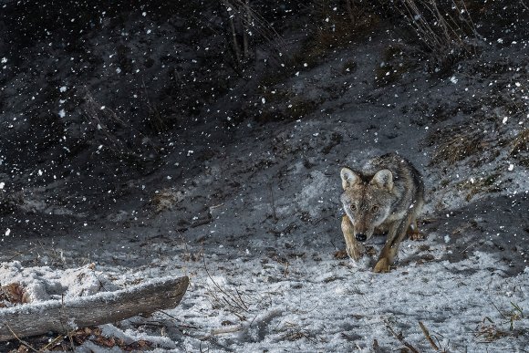 Lupo italico - Italian wolf (Canis lupus italicus)