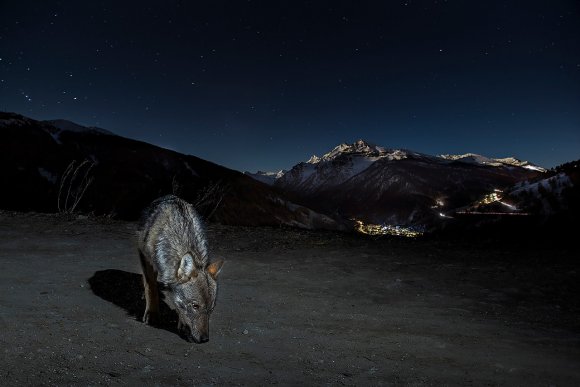 Lupo italico - Italian wolf (Canis lupus italicus)