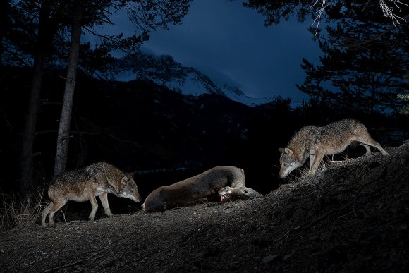 Lupo italico - Italian wolf (Canis lupus italicus)