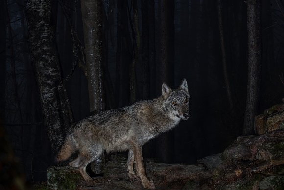 Lupo italico - Italian wolf (Canis lupus italicus)