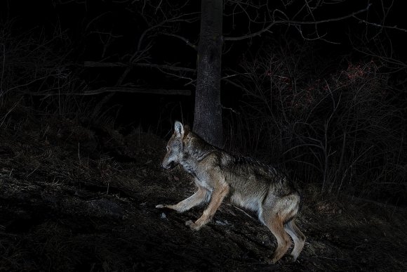 Lupo italico - Italian wolf (Canis lupus italicus)