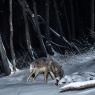 Lupo italico - Italian wolf (Canis lupus italicus)