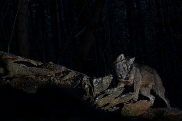 Lupo italico - Italian wolf (Canis lupus italicus)