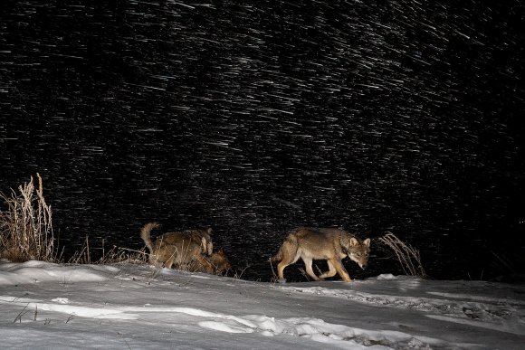 Lupo italico - Italian wolf (Canis lupus italicus)