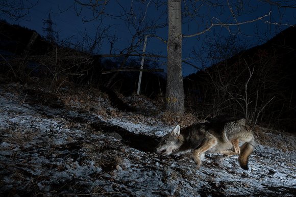 Lupo italico - Italian wolf (Canis lupus italicus)