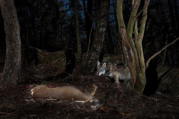 Lupo italico - Italian wolf (Canis lupus italicus)