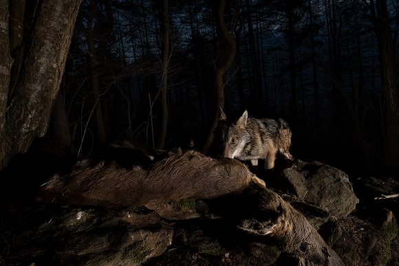 Lupo italico - Italian wolf (Canis lupus italicus)