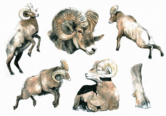 Bighorn  by Giulia Moglia