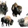 Bison  by Giulia Moglia