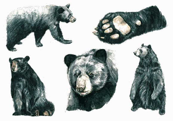Black Bear by Giulia Moglia