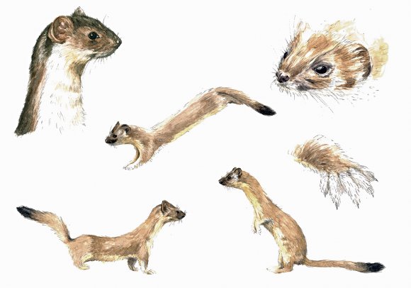 Long Tailed Weasel  by Giulia Moglia