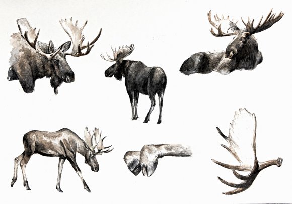 Moose  by Giulia Moglia