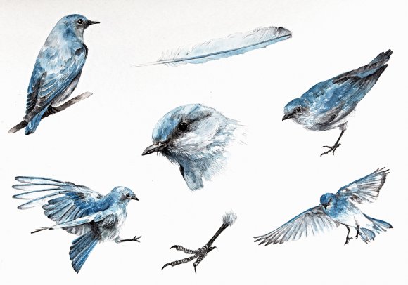 Mountain Bluebird by Giulia Moglia