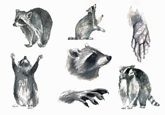 Racoon by Giulia Moglia