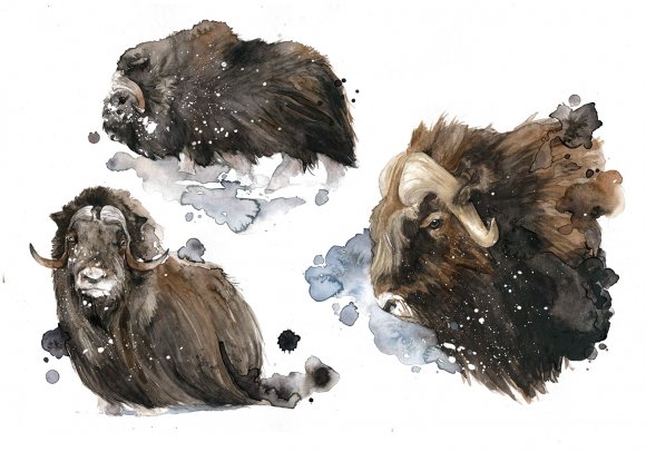 Bue Muschiato - Muskox by Giulia Moglia