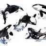 Orca - Killer Whale by Giulia Moglia