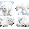 Orso Polare - Polar Bear by Giulia Moglia