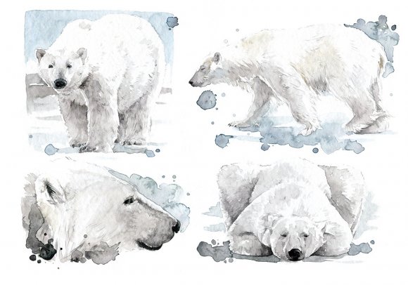 Orso Polare - Polar Bear by Giulia Moglia
