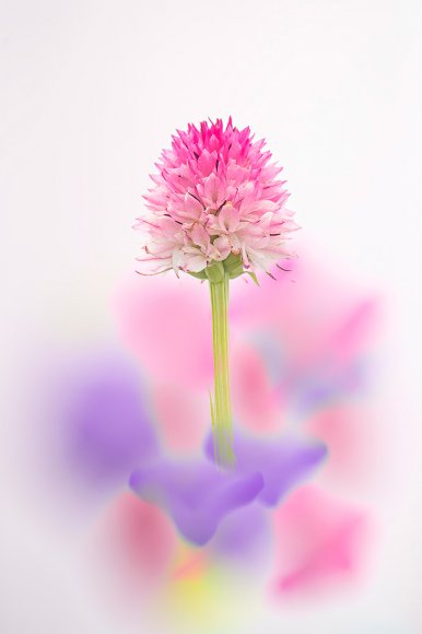 NIGRITELLA_CORNELIANA_big